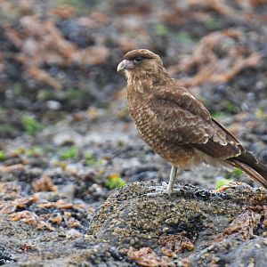 Chimango Caracara Milvago chimango