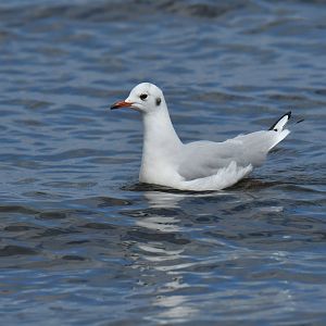Brown-hooded Gull Chroicocephalus maculipennis