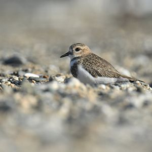 Two-banded Plover Charadrius falklandicus