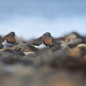 Rufous-chested Plover Charadrius modestus