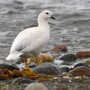 Kelp Goose Chloephaga hybrida