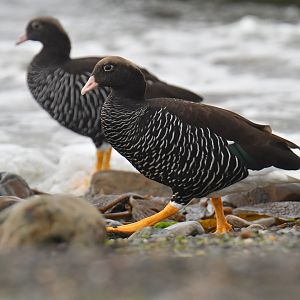 Kelp Goose Chloephaga hybrida