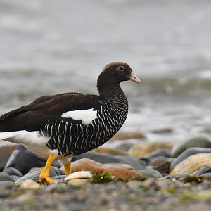 Kelp Goose Chloephaga hybrida