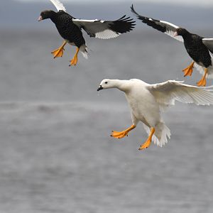 Kelp Goose Chloephaga hybrida