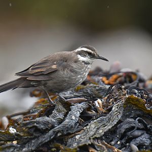 Dark-bellied Cinclodes Cinclodes patagonicus