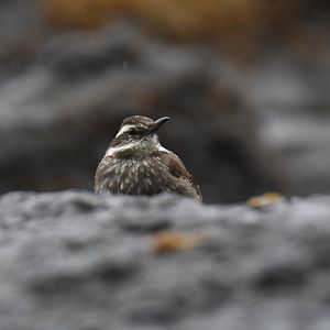 Dark-bellied Cinclodes Cinclodes patagonicus