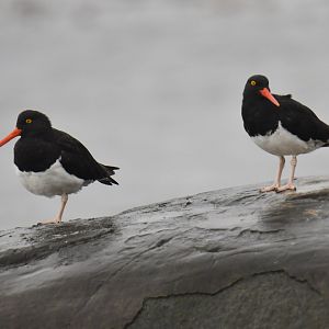 Magellanic Oystercatcher Haematopus leucopodus