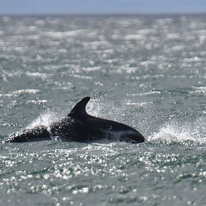 Peale's dolphin (Lagenorhynchus australis)