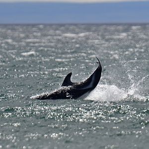 Peale's dolphin (Lagenorhynchus australis)