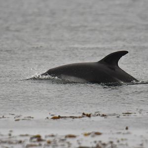 Peale's dolphin (Lagenorhynchus australis)