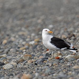 Kelp Gull Larus dominicanus