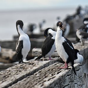 Imperial Shag Leucocarbo atriceps