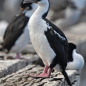 Imperial Shag Leucocarbo atriceps