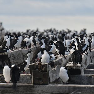 Imperial Shag colony in Punta Arenas