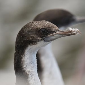 Imperial Shag Leucocarbo atriceps