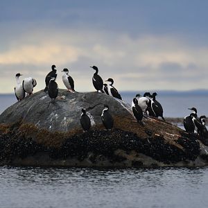 Imperial Shag Leucocarbo atriceps