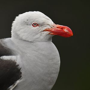 Dolphin Gull Leucophaeus scoresbii
