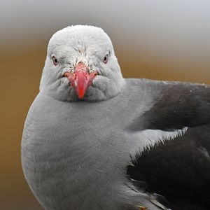 Dolphin Gull Leucophaeus scoresbii
