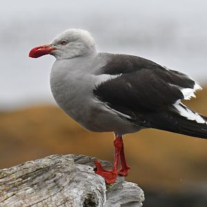 Dolphin Gull Leucophaeus scoresbii
