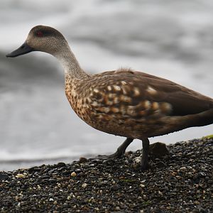 Crested Duck Lophonetta specularioides