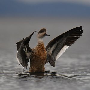 Crested Duck Lophonetta specularioides