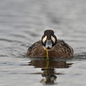 Spectacled Duck Speculanas specularis