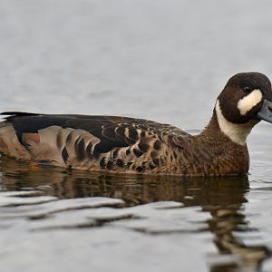 Spectacled Duck Speculanas specularis