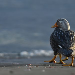 Flying Steamerduck Tachyeres patachonicus