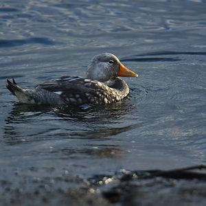 Flying Steamerduck Tachyeres patachonicus