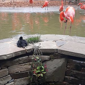 American flamingo and Barrow's goldeneye