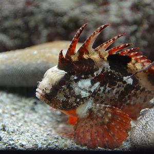 Redfin waspfish (Paracentropogon rubripinnis)