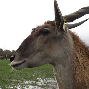 Common Eland