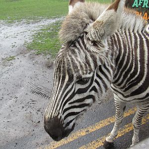 Plains Zebra