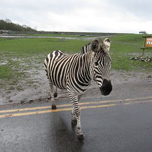 Plains Zebra