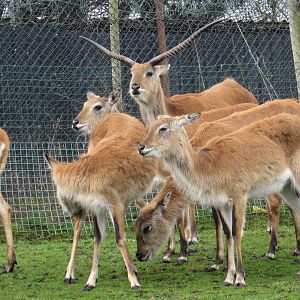 Red Lechwe