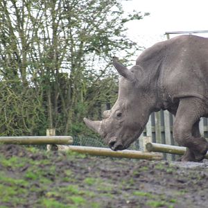 Southern White Rhinoceros