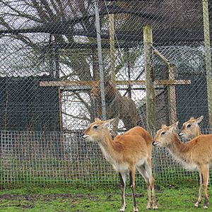 Red Lechwe and African Lion