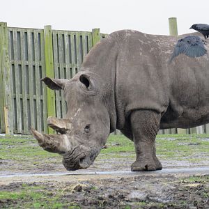 Southern White Rhinoceros