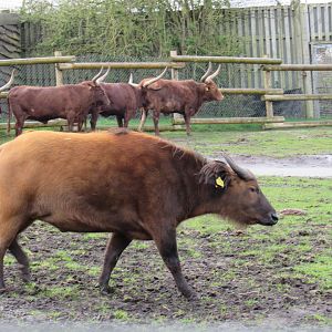 Congo Buffalo and Ankole Cattle