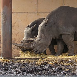 Southern White Rhinoceros