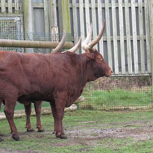 Ankole Cattle
