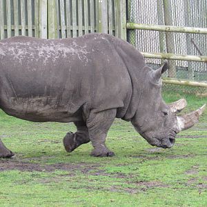 Southern White Rhinoceros