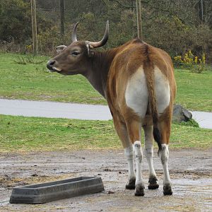 Asiatic Buffalo