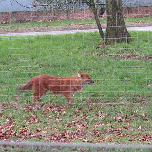 Dhole