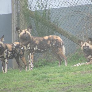 Painted Dog