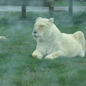 White African Lion