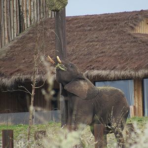 African Elephant - Sutton