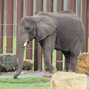 African Elephant - Five