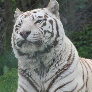 White Bengal Tiger