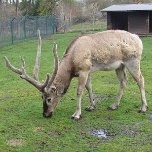Père David’s Deer